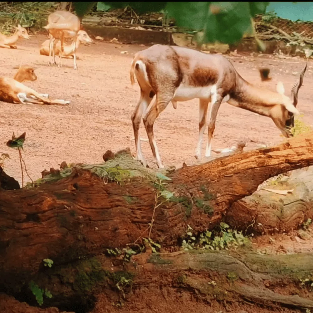 Thrissur Zoo & Museum
