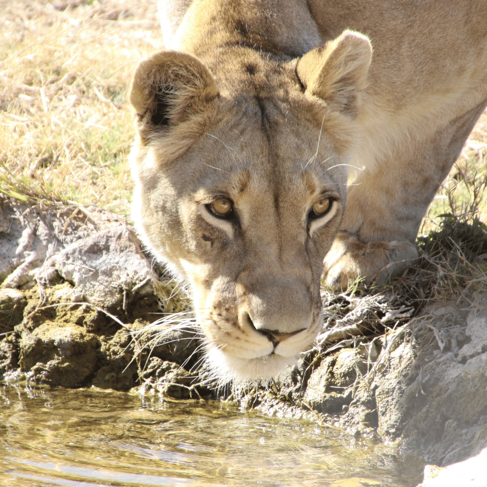 Tyavarekoppa Lion and Tiger Safari