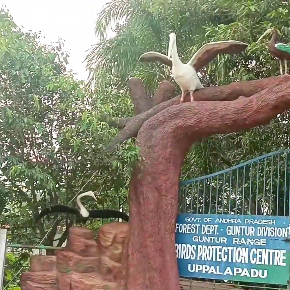 Uppalapadu Bird Sanctuary