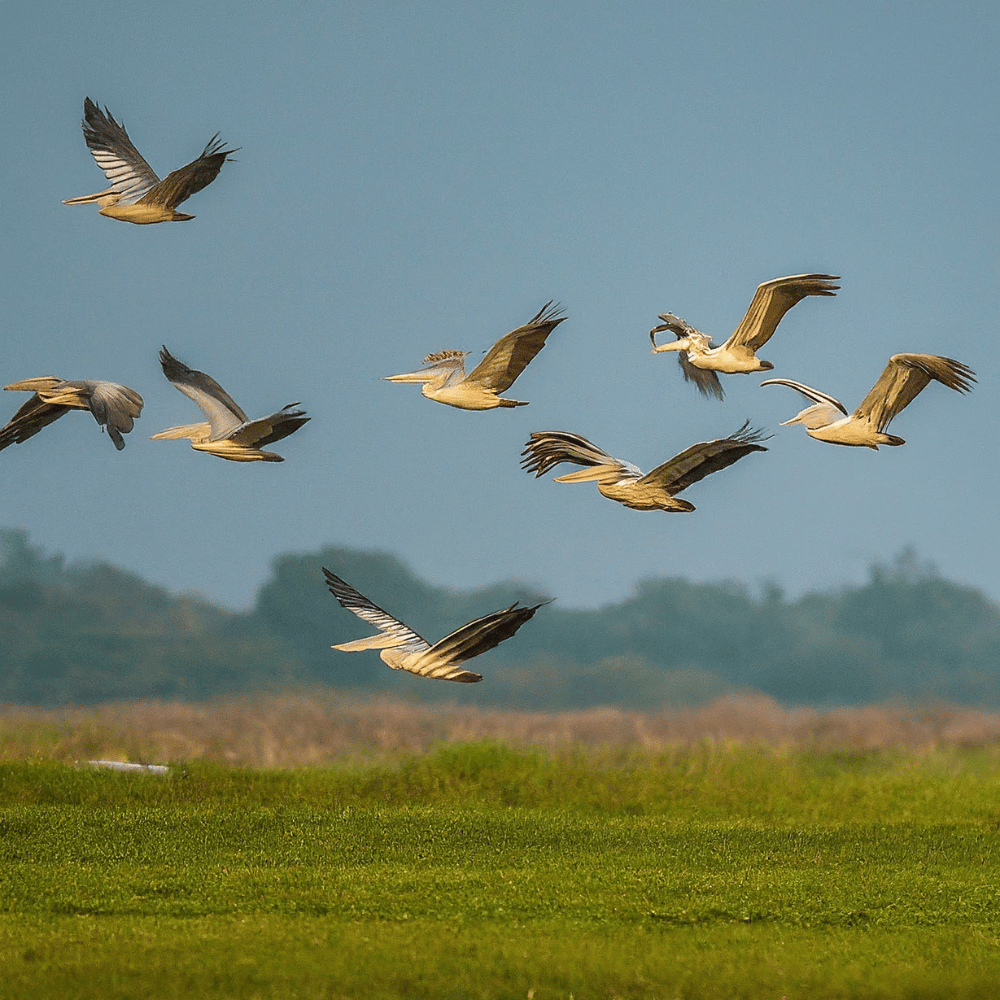 Uppalapadu Bird Sanctuary Wildlife