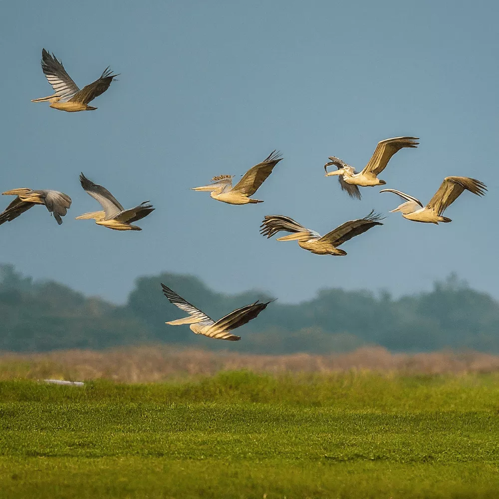 Uppalapadu Bird Sanctuary Wildlife