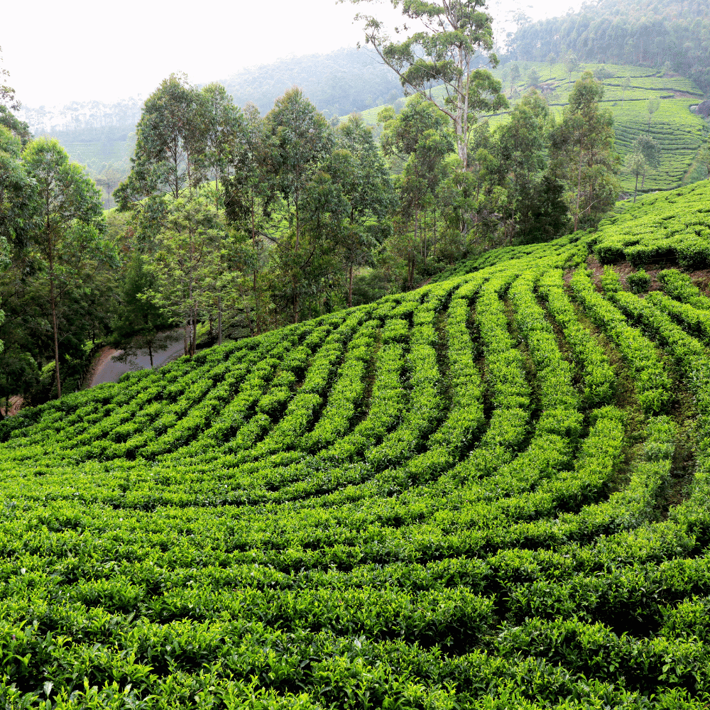 Valparai Tea Gardens