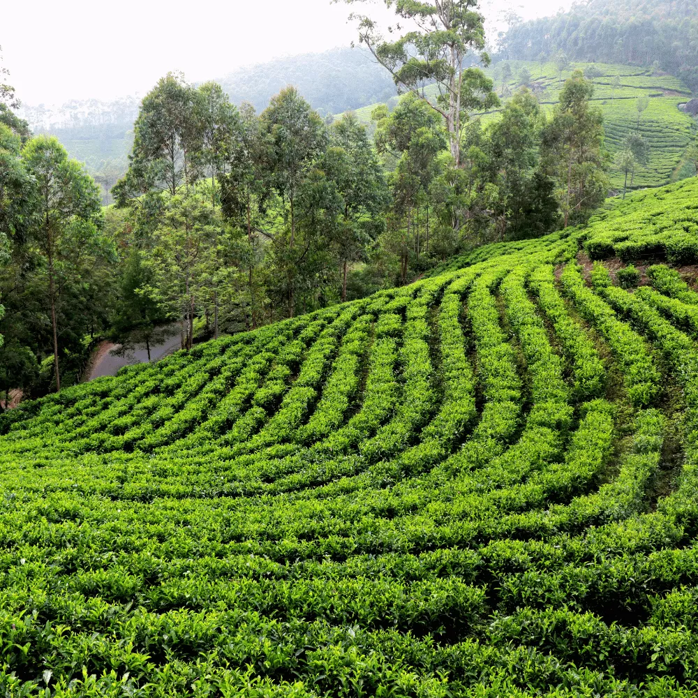 Valparai Tea Gardens
