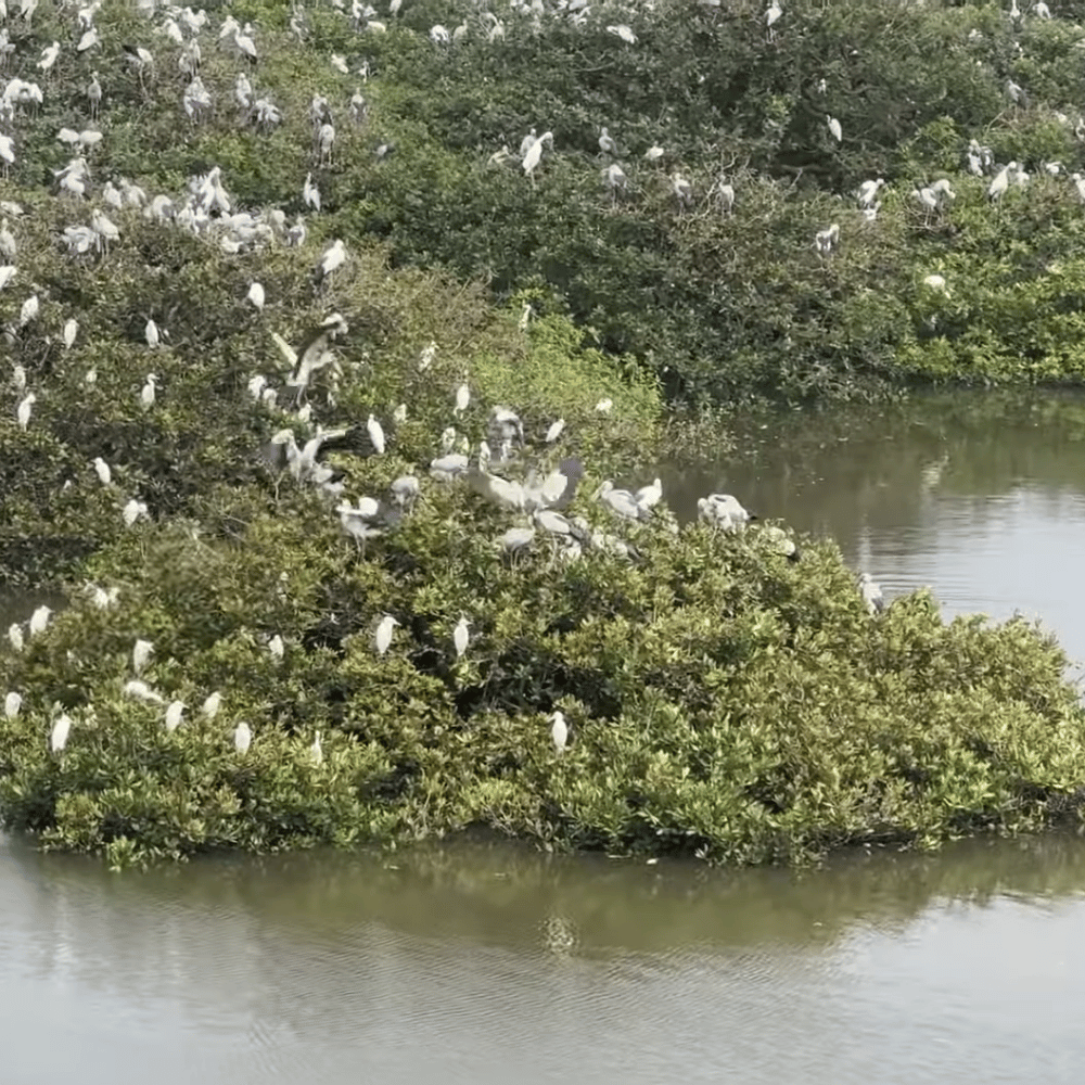Vedanthangal Bird Sanctuary